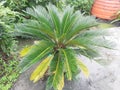 Cycas - Cycas is a genus of plants belonging to a very ancient lineage,ÃÂ 